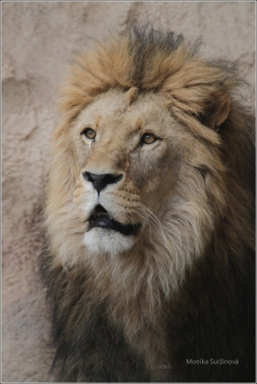 <p>LEV PUSTINNÝ (PANTHERA leo) ZOO Dresden (Německo)</p>